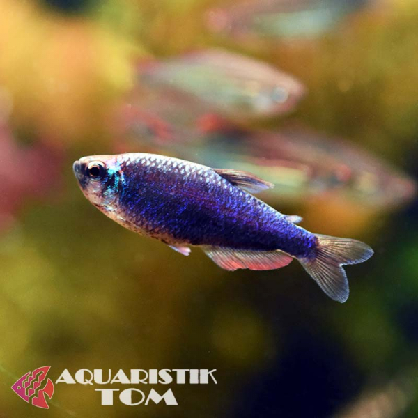 Königssalmler Super blue, Inpaichthys kerri super blue